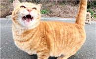 猫咪老叫唤什么原因