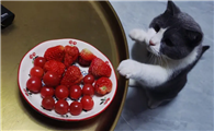 猫能吃的水果