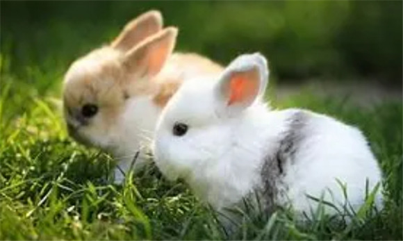 健康的兔子尿液呈现清澈透明的外观，颜色为淡黄色，类似于人类的尿液。但是，有时候食物和草料的种类会影响兔子尿液的颜色。例如，食用红色或深色蔬菜会导致尿液呈现轻微的红色，这在一定范围内也是正常的尿液。 如果兔子的尿液呈现异常颜色，如浑浊、深红、深褐、豆奶色和其他明显异样的颜色，说明兔子的身体出现问题了。下面小编将教您简单地通过尿液颜色，判断兔子健康情况。 深黄色尿液 如果兔子的尿液颜色比浅黄色更深，那么它可能饮水不足，需要给它添加更多的水。 清澈，无沉淀，全透明的尿液 这种情况该兔子的肾脏功能已经出现问题，需要及时就医。 褐色尿液 如果兔子的尿液颜色向褐色倾斜，那么它可能摄入了过多的蛋白质，需要给它的饮食进行相应的调整。 白色或豆奶色有很多沉淀的尿液 该兔子平时喝水肯定不足，可能患有结石症。 红色尿液 这分两种情况，一种是刚刚尿出来的颜色是正常淡黄色澄清的，过了一会，变成红色了，这是卟啉尿，属于正常的；还有一种是尿出来就是红色，这可能是血尿，该兔子可能膀胱有炎症，甚至结石的情况。 尿液中含有血凝块 预示着该兔子的子宫出现问题了。一般建议兔子在3至5岁内做绝育，可以有效避免子宫类疾病。 当我们发现兔子有频繁地上下厕所并非常急躁，甚至无法排尿，还持续舔屁屁的情况，也需要马上就医，以免耽误兔子的最佳治疗时期。