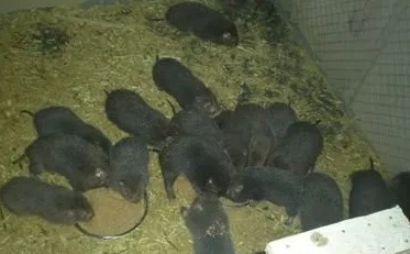 竹鼠好养吗农村养殖竹鼠赚钱吗 竹鼠养殖基地哪里好及养殖规划