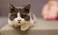 猫咪突然抗拒主人抱