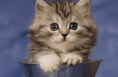 猫咪突然乱拉屎是怎么回事