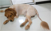 狗狗剃毛自卑要多久能好