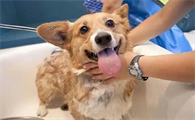 狗狗怀孕可以洗澡吗
