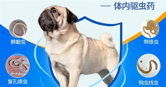 狗狗体内有虫会出现什么症状