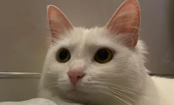 猫咪可以放车里过夜吗 猫咪可以放车里过夜吗