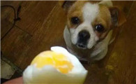 狗狗吃蛋黄还是蛋白