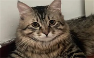 猫尿味怎么去除