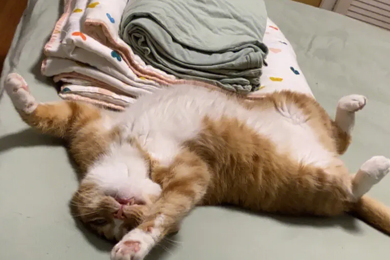 猫咪一天睡多久正常 猫咪一天睡多久正常