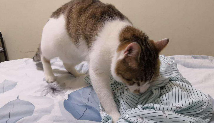 猫咪一边呼噜一边踩奶 猫咪一边呼噜一边踩奶