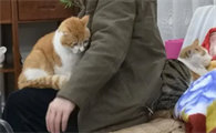 猫咪马尾病传染人吗