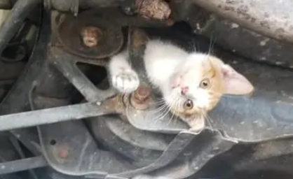 橘猫被卡车底,2小时后才发现,众人用肥皂和汗水救出猫咪 橘猫被卡车底,2小时后才发现,众人用肥皂和汗水救出猫咪