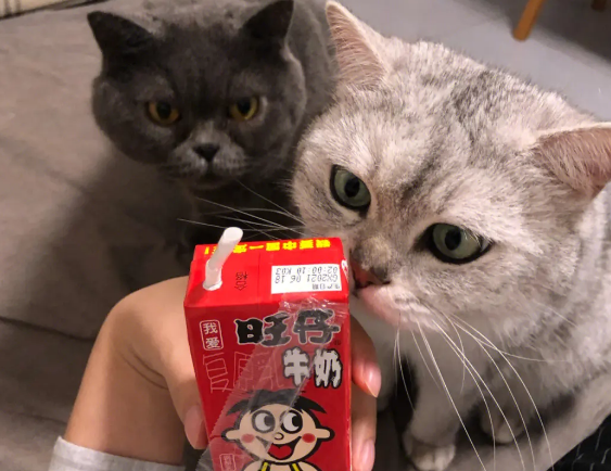 猫咪可以喝旺仔牛奶吗