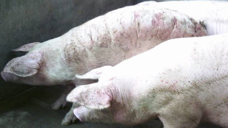 养猪人常用的青霉素稀释方法：五大方案助你轻松应对猪病