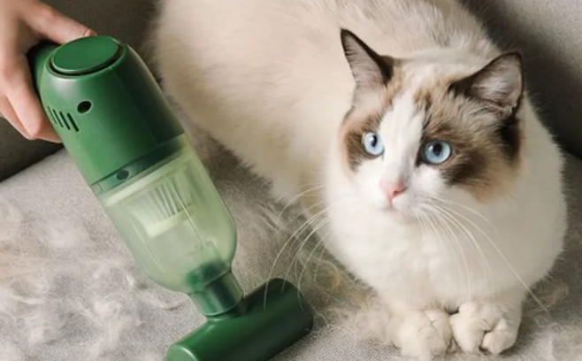 家里到处都是猫毛怎么办？教你几招轻松搞定