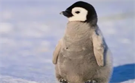企鹅的生活特点是什么