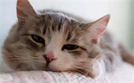 猫咪什么时候打疫苗