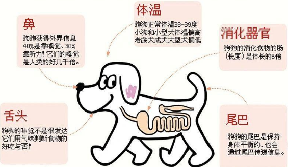 狗狗身体器官部位图解