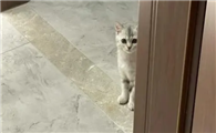 猫咪突然不喜欢在我的卧室