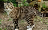 猫咪老师头像