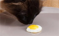 猫咪可以吃生蛋黄吗