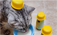 猫能喝酸奶不