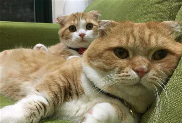 猫咪知道自己是爸爸吗 猫咪知道自己是爸爸吗
