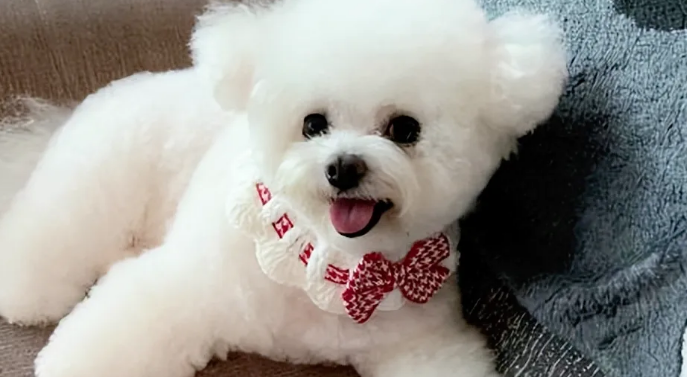 不瞒你说，养“比熊”是我做过最正确的决定！