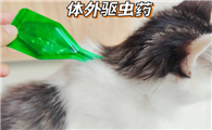 猫咪几个月可以驱虫