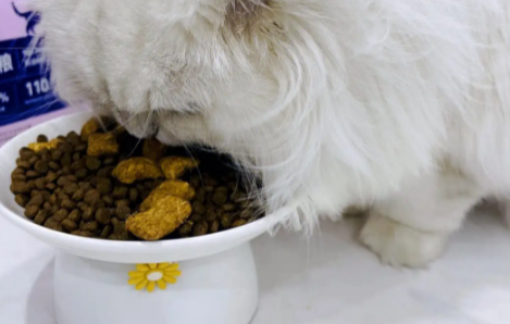 莎菲猫粮怎么样 莎菲猫粮怎么样
