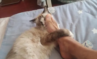 猫咪喜欢用头蹭我的脚