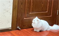 猫咪每天早上都在卧室门口等我