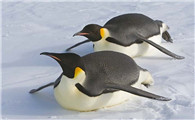 企鹅的体重是多少