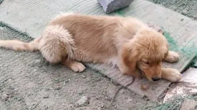 捡了只金毛犬，却一直被当成土狗对待