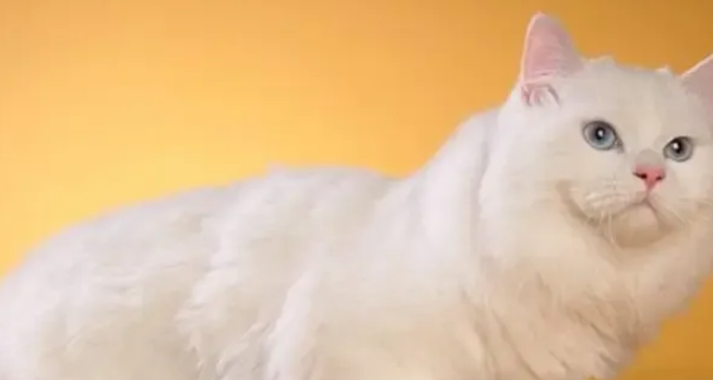 波斯猫的正确饲养方法,不要忽略了最重要的一点! 波斯猫的正确饲养方法,不要忽略了最重要的一点!