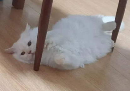 猫尿床屡教不改怎么办