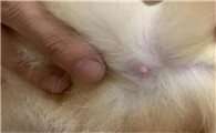猫咪几个月长乳头啊