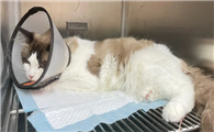 猫尿闭吃黄体酮