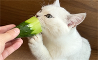 猫咪能吃黄瓜吗
