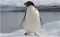 企鹅的外形特点和生活特征