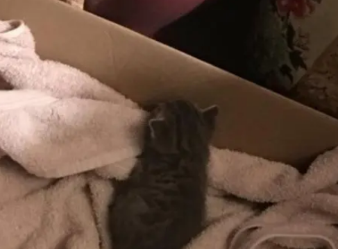 流浪猫妈不请自来,带着一只小猫入住,第二天多了5只猫 流浪猫妈不请自来,带着一只小猫入住,第二天多了5只猫