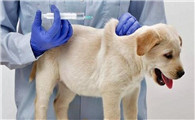 狗狗打完疫苗多久可以驱虫