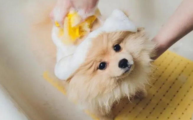 博美洗澡的六大忌，你中招了吗？