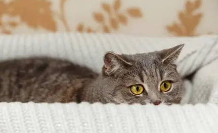 猫爬过的床单怎么消毒