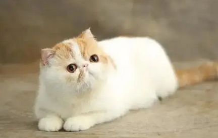 猫咪为什么要剃脚毛 猫咪为什么要剃脚毛