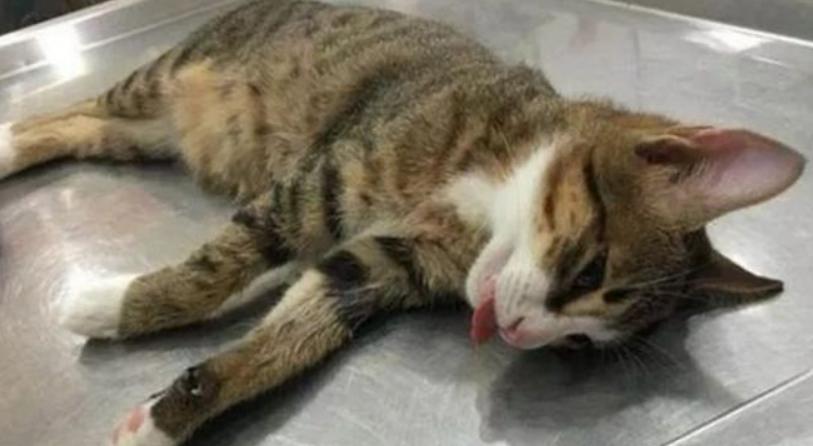 猫咪绝育前禁食4小时够吗