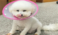 狗狗怀孕22天图片