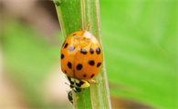 16星瓢虫是益虫还是害虫