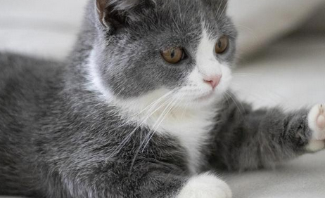 猫咪一早起来就喵喵舔主人脸 猫咪一早起来就喵喵舔主人脸