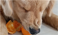狗狗可以吃橘子不